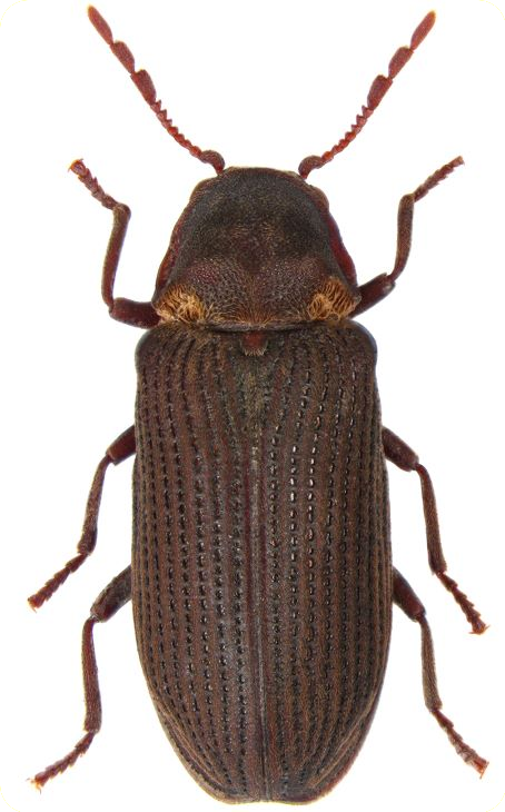 houtwormkever en larve